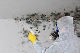 Best Emergency Mold Remediation in USA